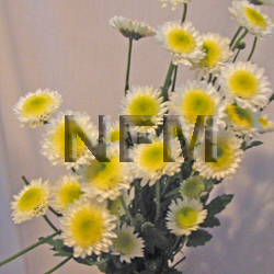 chrysanthemum novelty flowers | white